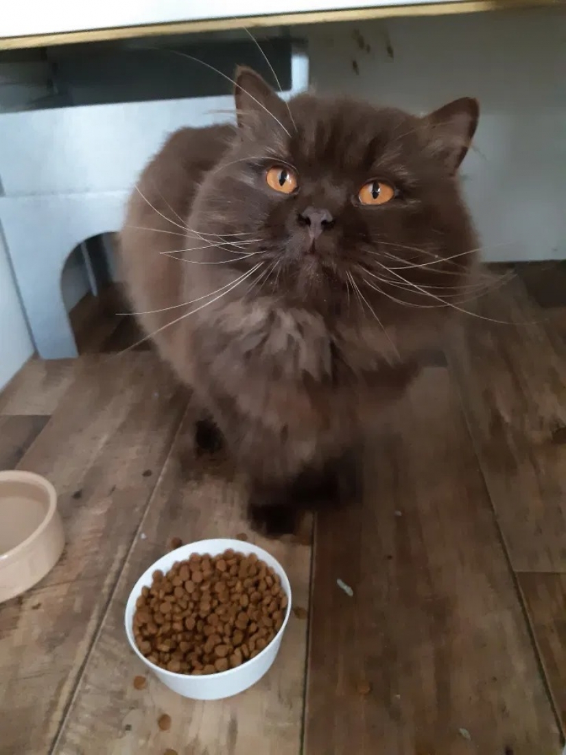 En la costa de gran Bretaña encontró que el gato de Rusia, que ha superado más de 3 000 km