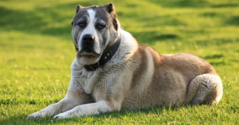 En los suburbios Alabai poco fuera de la mano de una mujer. ¿Por qué estos perros atacan a las personas?