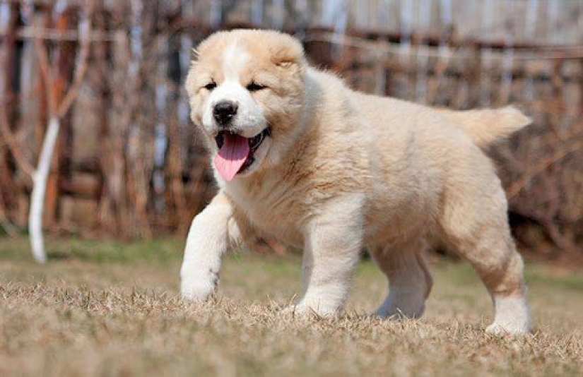 En los suburbios Alabai poco fuera de la mano de una mujer. ¿Por qué estos perros atacan a las personas?
