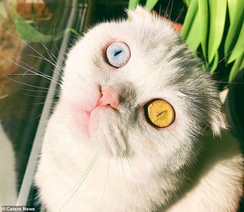 En San Petersburgo, un gato blanco con ojos de diferente color, finalmente, encontró el propietario