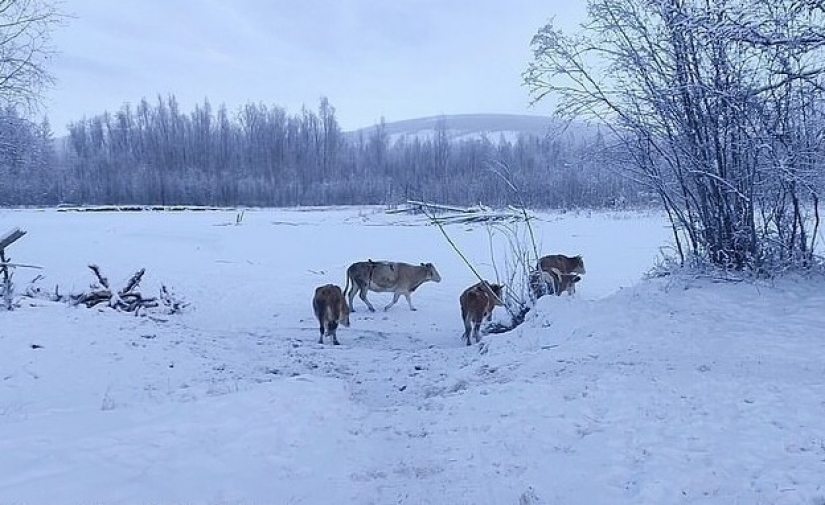 En Yakutia, debido a las heladas severas que coser la piel de los sujetadores para las vacas