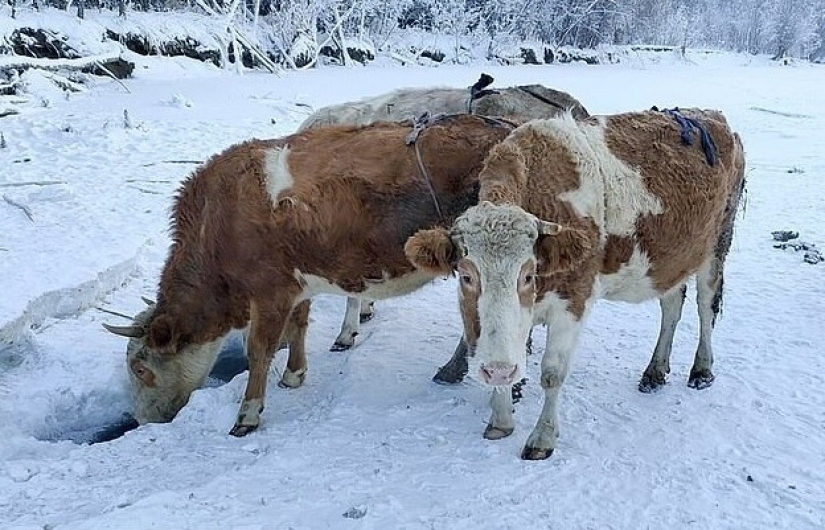 En Yakutia, debido a las heladas severas que coser la piel de los sujetadores para las vacas