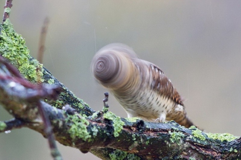 Es 100 más valiosas fotos de búhos de todos los tiempos y de los pueblos