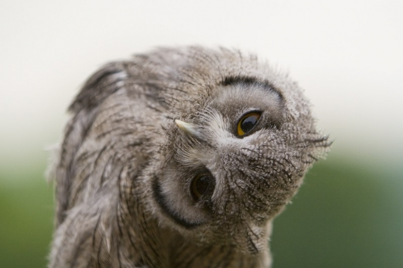 Es 100 más valiosas fotos de búhos de todos los tiempos y de los pueblos