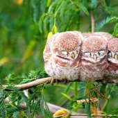 Estas aves saber cómo abrazar!