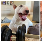 Este chico y su perro el mejor programa de entrenamiento para la duración de la cuarentena