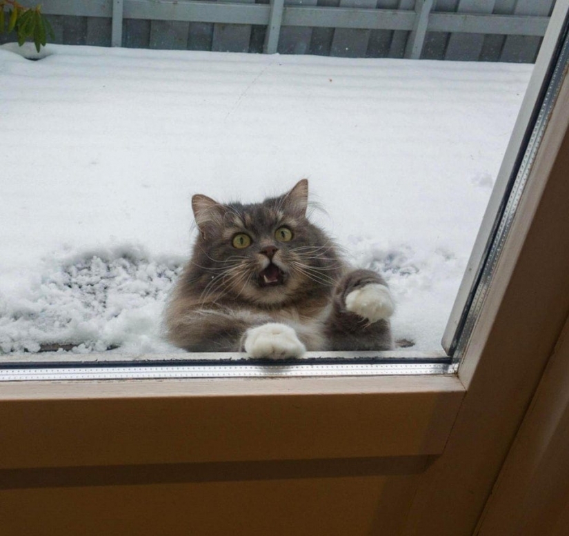 Esto es épico! Gato en la ventana se convirtió en un héroe de la batalla fotoshoperov