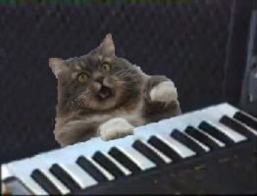 Esto es épico! Gato en la ventana se convirtió en un héroe de la batalla fotoshoperov