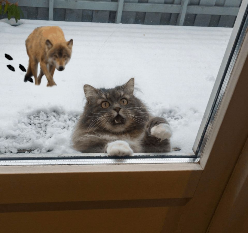 Esto es épico! Gato en la ventana se convirtió en un héroe de la batalla fotoshoperov