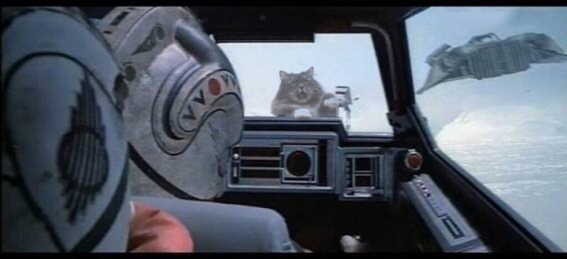 Esto es épico! Gato en la ventana se convirtió en un héroe de la batalla fotoshoperov