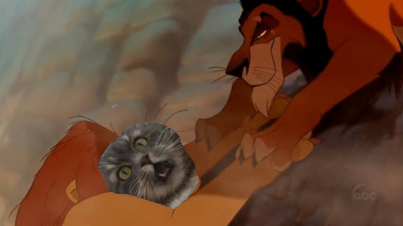 Esto es épico! Gato en la ventana se convirtió en un héroe de la batalla fotoshoperov