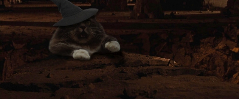 Esto es épico! Gato en la ventana se convirtió en un héroe de la batalla fotoshoperov