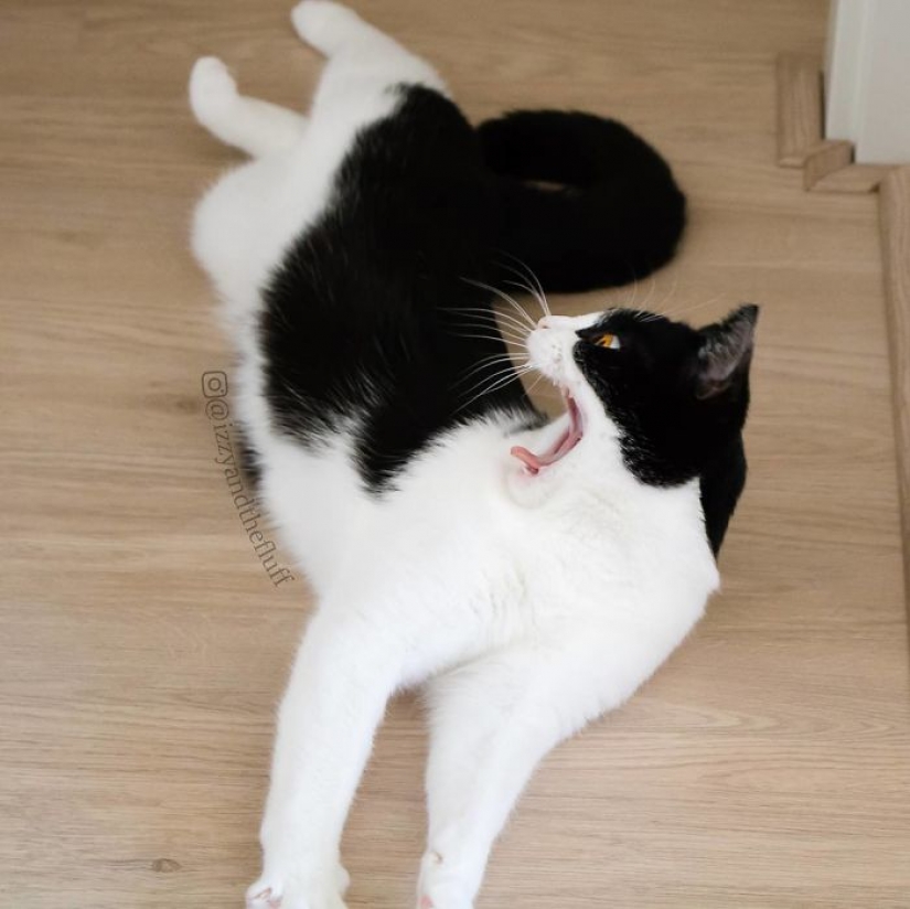 Estos ojos contrario: gato Izzy, desde el punto de vista que es imposible de romper Estos ojos contrario: gato Izzy, desde el punto de vista que es imposible de romper