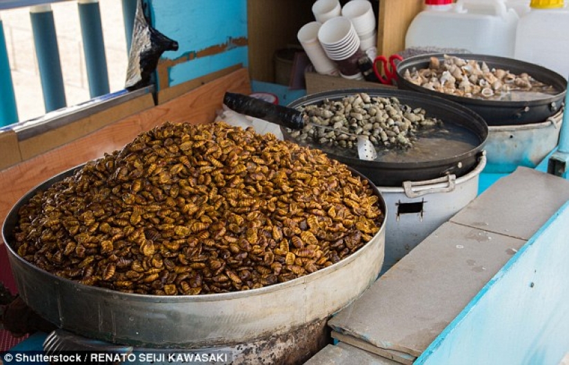 Exóticos manjares que son difíciles de comer, no los ojos cerrados Exóticos manjares que son difíciles de comer, no los ojos cerrados