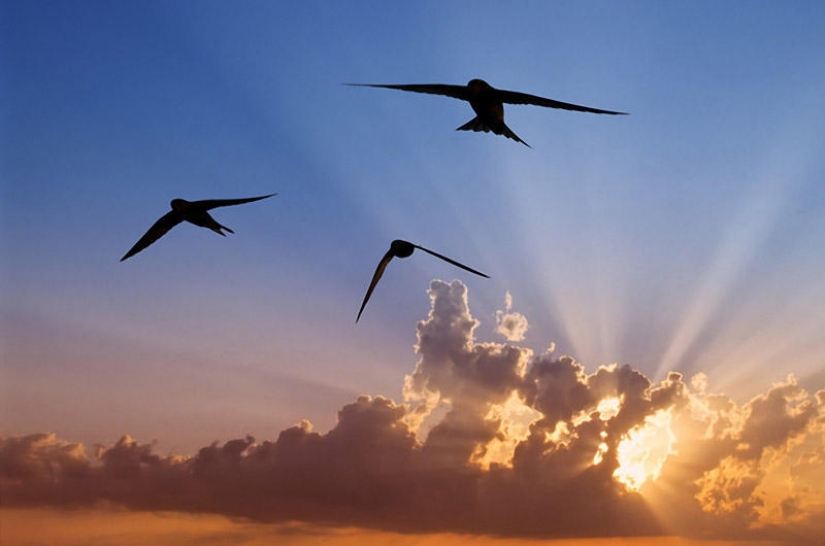 Facts about animals that lift your mood