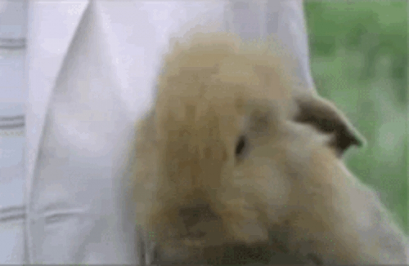 Facts about animals that lift your mood