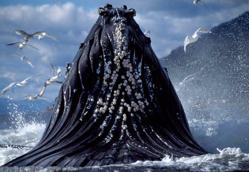 Facts about animals that lift your mood