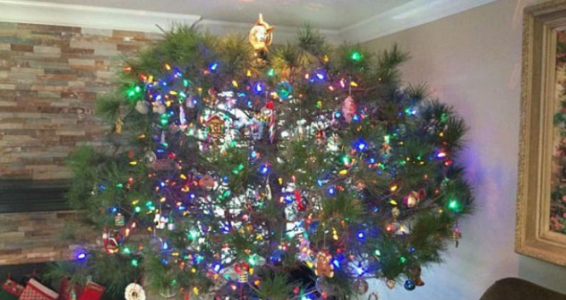 Familia estadounidense de 36 años, vestidos de la misma vida de pino Familia estadounidense de 36 años, vestidos de la misma vida de pino