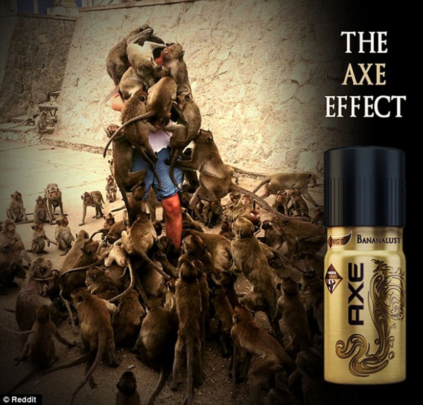 Fatal error: the tourist decided to feed the monkeys and became the hero of the Internet memes