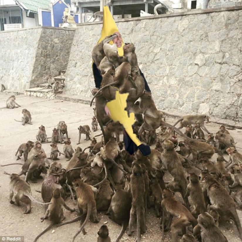 Fatal error: the tourist decided to feed the monkeys and became the hero of the Internet memes