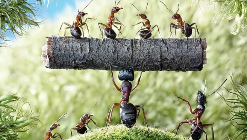 Formic history Andrey Pavlov Formic history Andrey Pavlov