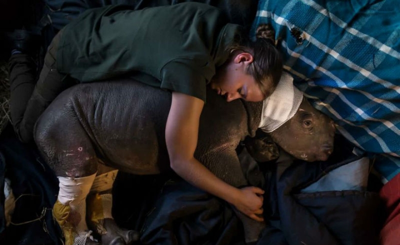 Fotógrafos en contra de los cazadores furtivos: desgarradoras imágenes de delitos contra la vida silvestre