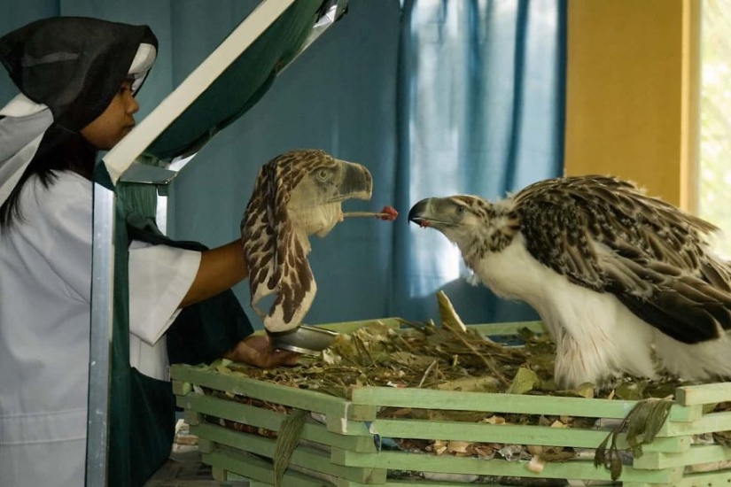 Fotógrafos en contra de los cazadores furtivos: desgarradoras imágenes de delitos contra la vida silvestre