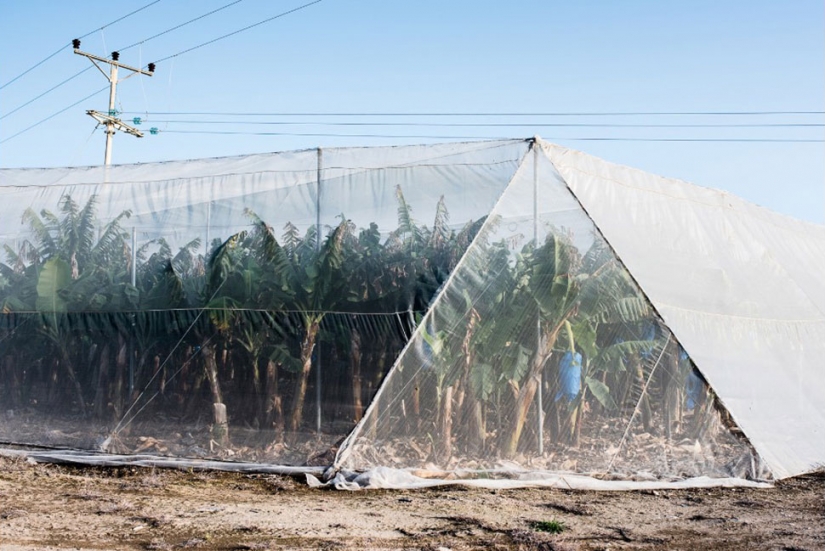 Foto: morir del mar Muerto Foto: morir del mar Muerto