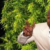 Fun boxer: Mike Tyson raises on his ranch marijuana and treats her guests