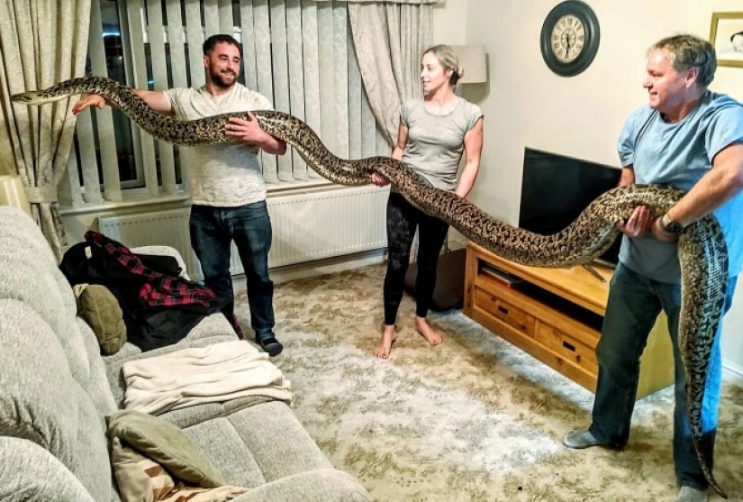 Game with death: the British home with a huge Python, which can swallow a deer for a few minutes