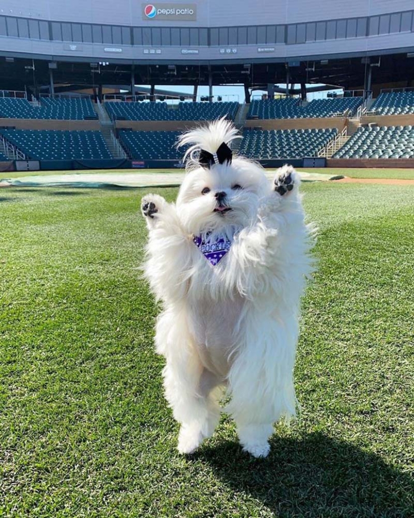 Gap millimetr: cute dog Coco who likes to stand on their hind legs