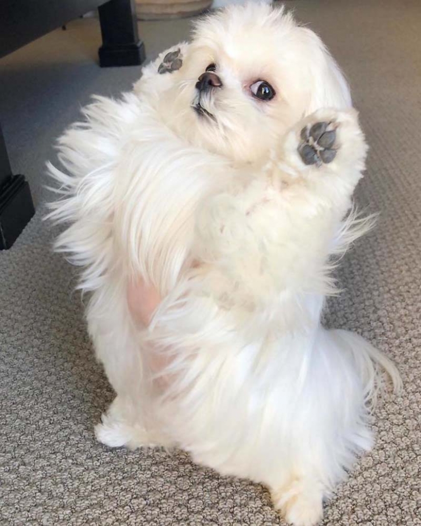 Gap millimetr: cute dog Coco who likes to stand on their hind legs