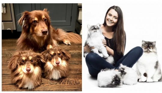 Gato en las piernas: una empresa Estadounidense que hace es personalizado mullidas Zapatillas-copias de las Mascotas Gato en las piernas: una empresa Estadounidense que hace es personalizado mullidas Zapatillas-copias de las Mascotas