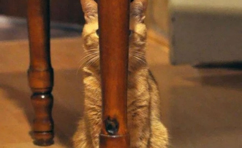 Gatos Ninja que han dominado el arte marcial antiguo de ninjutsu