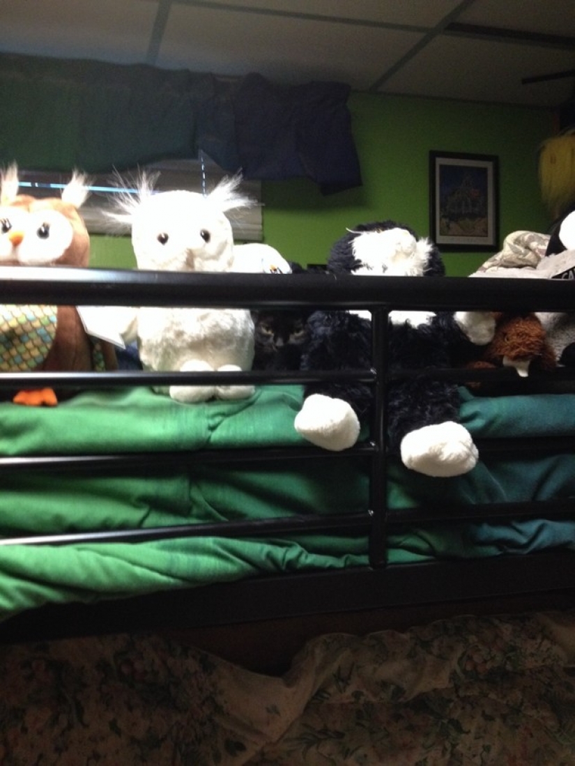 Gatos Ninja que han dominado el arte marcial antiguo de ninjutsu