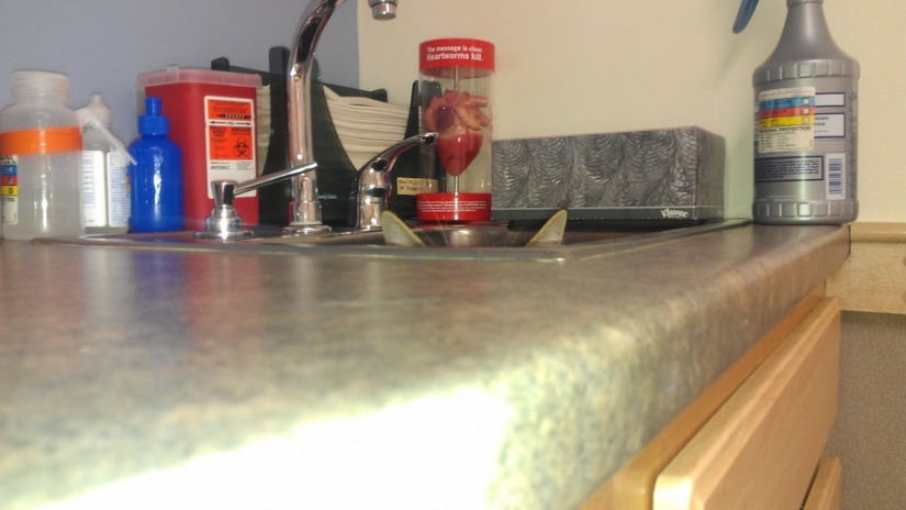 Gatos Ninja que han dominado el arte marcial antiguo de ninjutsu