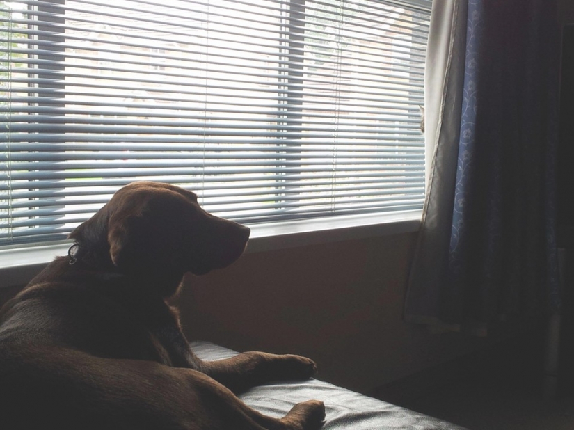 Gatos Ninja que han dominado el arte marcial antiguo de ninjutsu