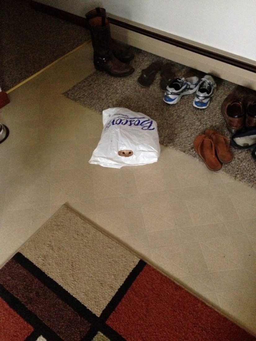 Gatos Ninja que han dominado el arte marcial antiguo de ninjutsu