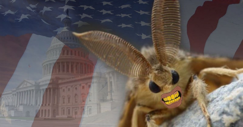 Giant Gypsy moths in the United States — a new attack difficult 2020