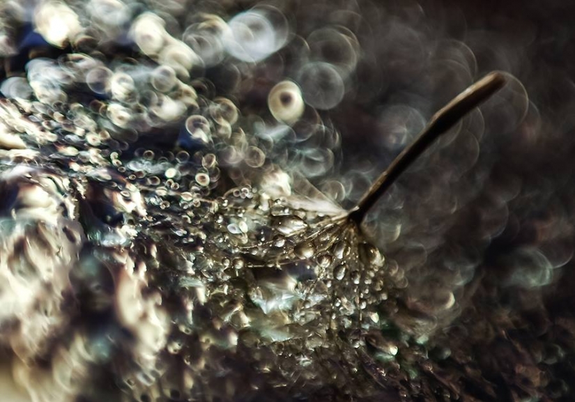 Gota a gota: macrophoto Evelina Blagoevo Gota a gota: macrophoto Evelina Blagoevo