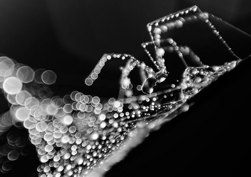 Gota a gota: macrophoto Evelina Blagoevo Gota a gota: macrophoto Evelina Blagoevo