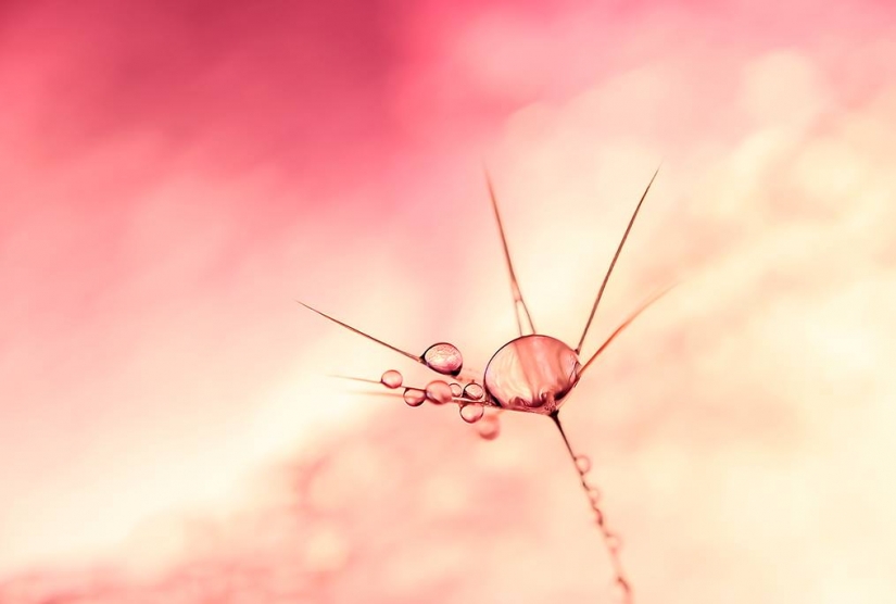 Gota a gota: macrophoto Evelina Blagoevo Gota a gota: macrophoto Evelina Blagoevo