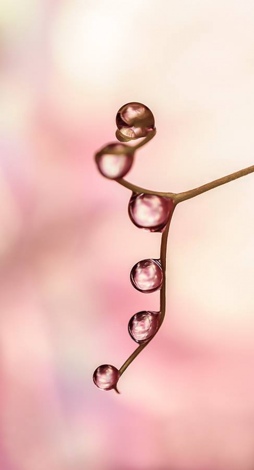 Gota a gota: macrophoto Evelina Blagoevo Gota a gota: macrophoto Evelina Blagoevo