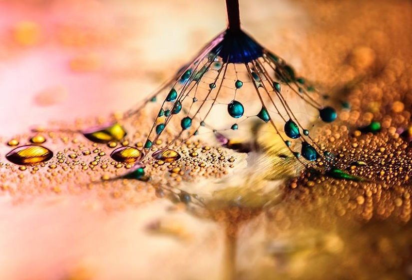 Gota a gota: macrophoto Evelina Blagoevo Gota a gota: macrophoto Evelina Blagoevo