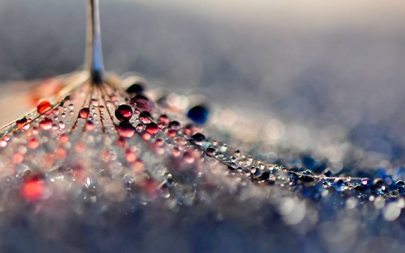 Gota a gota: macrophoto Evelina Blagoevo Gota a gota: macrophoto Evelina Blagoevo
