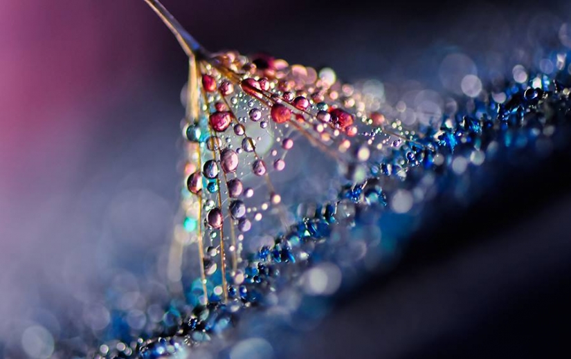Gota a gota: macrophoto Evelina Blagoevo Gota a gota: macrophoto Evelina Blagoevo