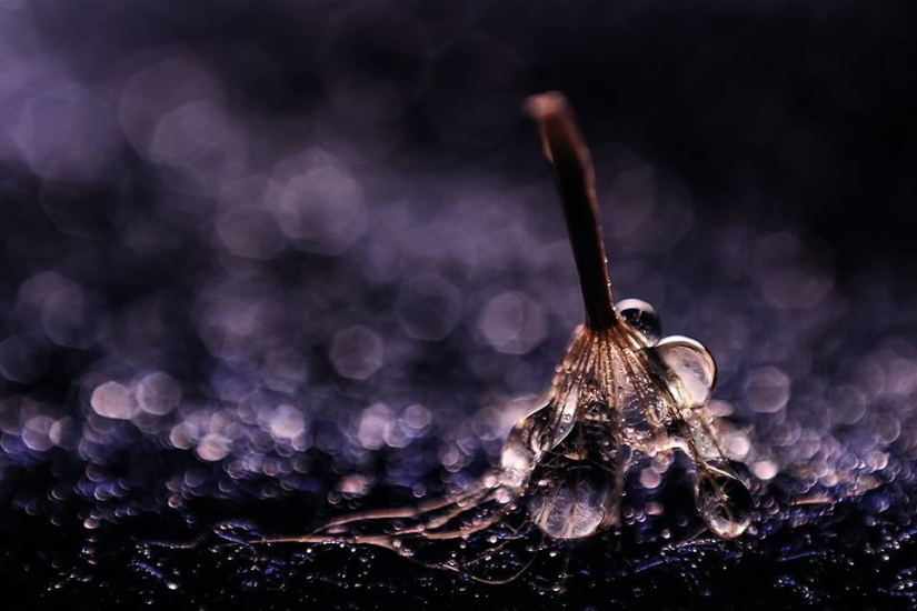 Gota a gota: macrophoto Evelina Blagoevo Gota a gota: macrophoto Evelina Blagoevo