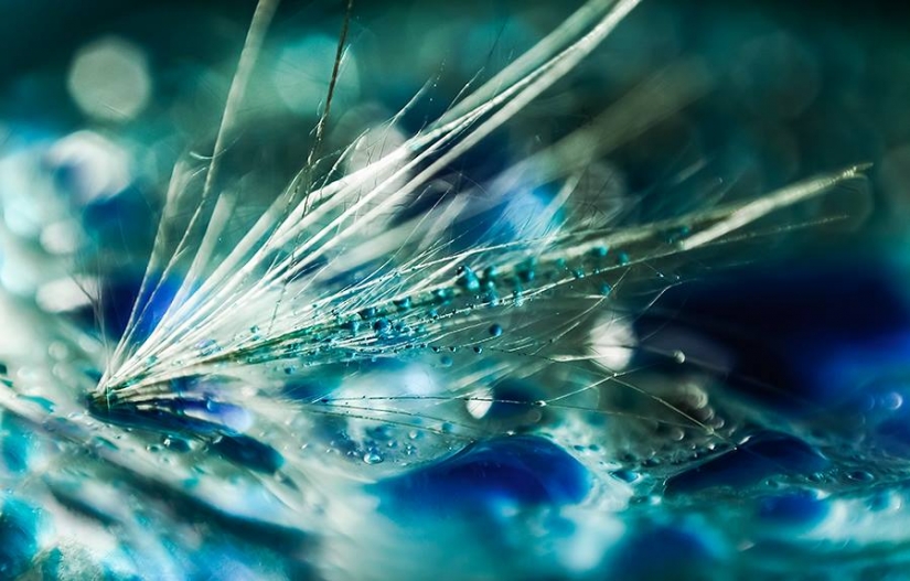 Gota a gota: macrophoto Evelina Blagoevo Gota a gota: macrophoto Evelina Blagoevo