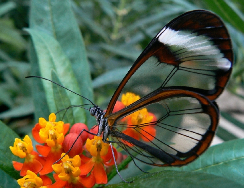 Greta oto — increíble mariposa de cristal"," alas