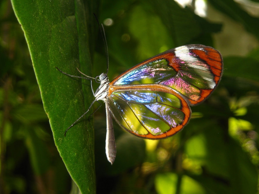 Greta oto — increíble mariposa de cristal"," alas